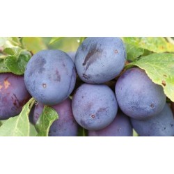 śliwka dostępna na giełdzie DeFood, wyróżniająca się soczystością i głębokim, naturalnym smakiem.