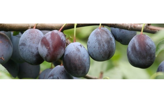 śliwka dostępna na giełdzie DeFood, wyróżniająca się soczystością i głębokim, naturalnym smakiem.