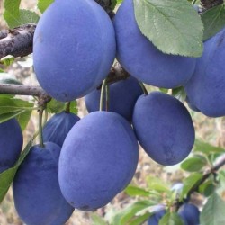 Polish late-season plums...