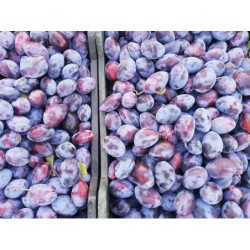 Śliwka węgierka dostępna na giełdzie DeFood, idealna do spożycia na surowo.