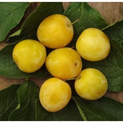 Zakup śliwki japońskie Shiro na DeFood. Najwyższej jakości owoce dostarczane prosto od producenta.