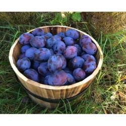 Śliwka serbska Lepotica...