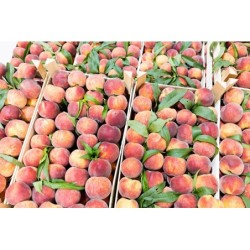 Kupuj brzoskwinie z Serbii na DeFood. Najwyższej jakości owoce dostarczane prosto od serbskich producentów.