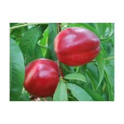 Zakup nektarynki z Serbii na DeFood. Wysokiej jakości owoce dostarczane bezpośrednio od serbskich producentów.