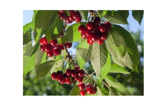 Kupuj czereśnie z Serbii na DeFood. Najwyższej jakości owoce dostarczane prosto od serbskich producentów.