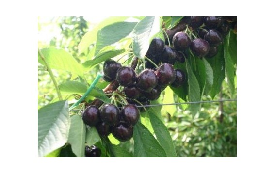 Kupuj czereśnie z Serbii na DeFood. Najwyższej jakości owoce dostarczane prosto od serbskich producentów.