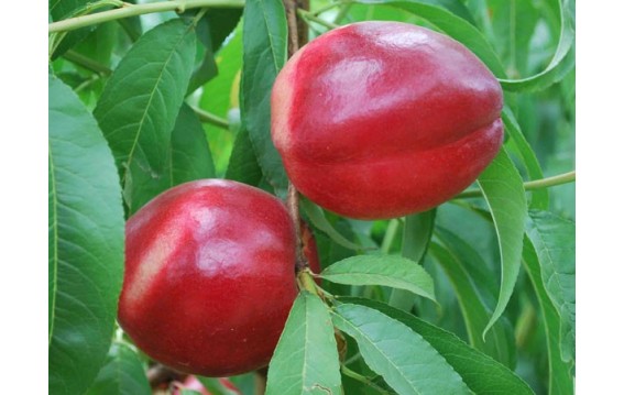 Kupuj czereśnie z Serbii na DeFood. Najwyższej jakości owoce dostarczane prosto od serbskich producentów.
