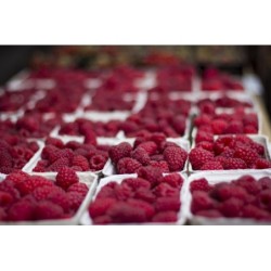 Polish Raspberry [Season 2026]