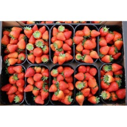 Kupuj truskawki na DeFood. Wysokiej jakości owoce dostarczane prosto od producenta przez naszą platformę wymiany rolniczej.