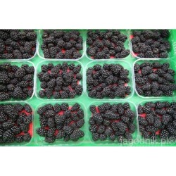 Kupuj jeżyny na DeFood. Wysokiej jakości owoce dostarczane prosto od producenta dzięki naszej platformie wymiany rolniczej.