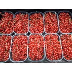 Zakup czerwone porzeczki na DeFood. Wysokiej jakości owoce dostępne na naszej platformie wymiany rolniczej.