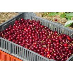 Świeże wiśnie dostępne na giełdzie DeFood, wyróżniające się intensywnym, słodko-kwaśnym smakiem.