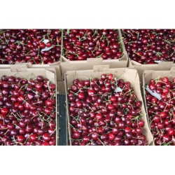 Kupuj Polskie czereśnie na DeFood. Najwyższa jakość, dostępna bezpośrednio z naszej platformy wymiany rolniczej.