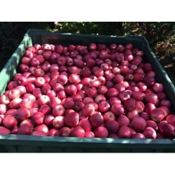 Świeże jabłka na sprzedaż na giełdzie DeFood, doskonałe do spożywania na surowo, pieczenia ciast, czy robienia zdrowych soków.