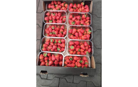 Polska truskawka szklarniowa Malling Centenary GLOBAL GAP i GRASP sezon 2024