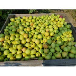 Polish Golden Delicious...