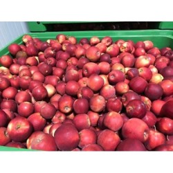 Świeże jabłka na sprzedaż na giełdzie DeFood, doskonałe do spożywania na surowo, pieczenia ciast, czy robienia zdrowych soków.