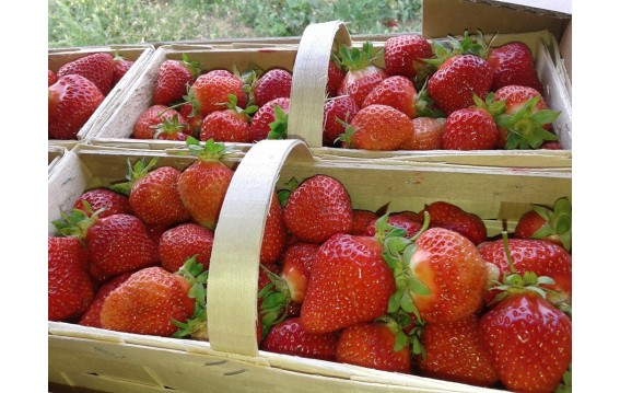 Kupuj truskawki na DeFood. Wysokiej jakości owoce dostarczane prosto od producenta przez naszą platformę wymiany rolniczej.