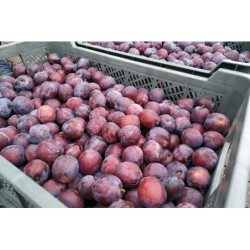 Polska śliwka dostępna na giełdzie DeFood, wyróżniająca się soczystością i głębokim, naturalnym smakiem.