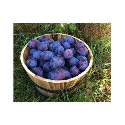 Znajdź Śliwki serbskie na DeFood. Wybierz wysokiej jakości owoce dostępne na naszej platformie wymiany rolniczej.