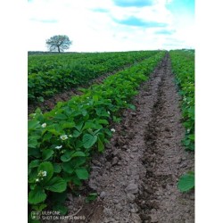 Truskawki polskie z gruntu...