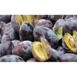 Sprzedam piękne śliwki z...