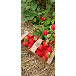 Polska truskawka dostępna na giełdzie DeFood, charakteryzująca się intensywnym aromatem i słodkim smakiem.