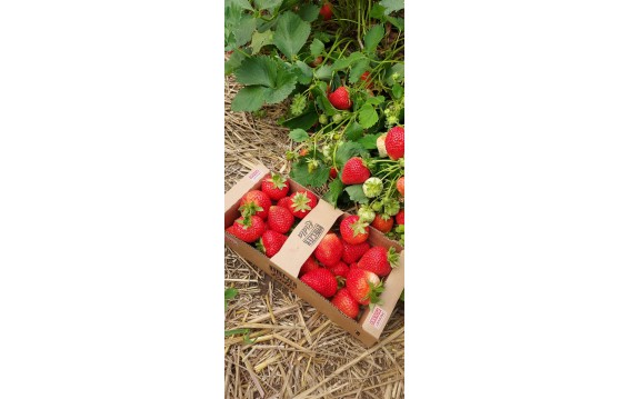 Polska truskawka dostępna na giełdzie DeFood, charakteryzująca się intensywnym aromatem i słodkim smakiem.