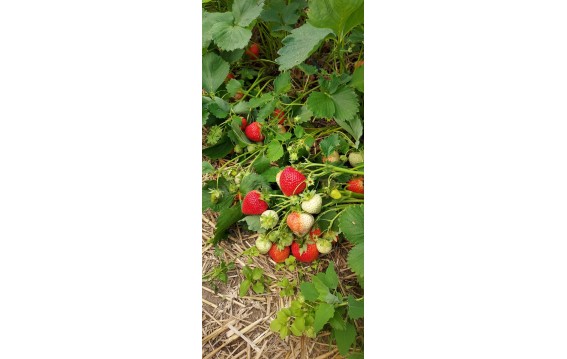 Polska truskawka dostępna na giełdzie DeFood, charakteryzująca się intensywnym aromatem i słodkim smakiem.