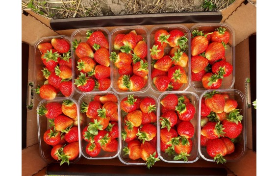 Polska truskawka dostępna na giełdzie DeFood, charakteryzująca się intensywnym aromatem i słodkim smakiem.