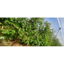 Jeżyna z global gapem sezon...