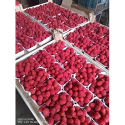 Maliny z upraw tunelowych