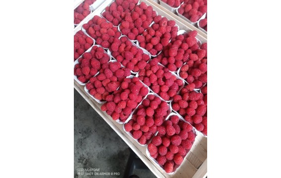 Odkryj świeże maliny na DeFood. Zakup najwyższej jakości owoce prosto z naszej platformy wymiany rolniczej.