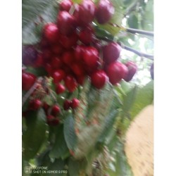 Polskie czereśnie duży...