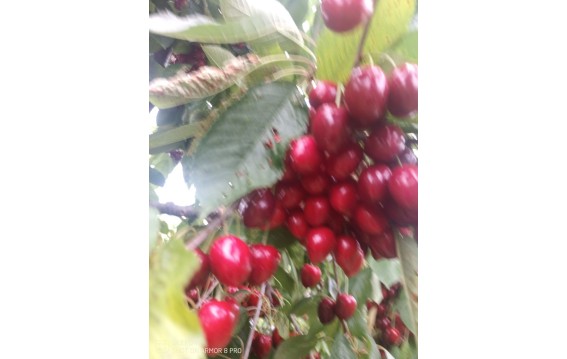 Kupuj Polskie czereśnie na DeFood. Najwyższa jakość, dostępna bezpośrednio z naszej platformy wymiany rolniczej.