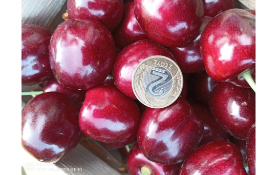 Kupuj Polskie czereśnie na DeFood. Najwyższa jakość, dostępna bezpośrednio z naszej platformy wymiany rolniczej.