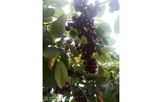 Polskie czereśnie duży kaliber! Sezon 2026