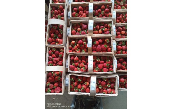 Truskawki polskie z gruntu Global Gap