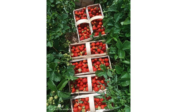 Truskawki polskie z gruntu Global Gap