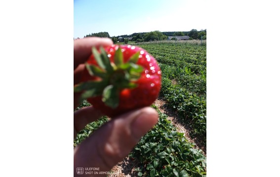 Truskawki polskie z gruntu Global Gap