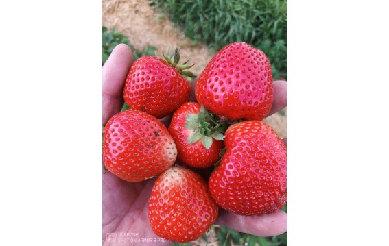 Truskawki polskie z gruntu Global Gap