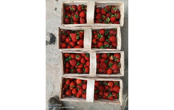 Truskawki polskie z gruntu Global Gap
