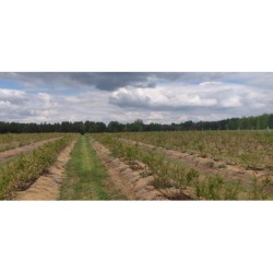 Borówka Polska / Polish...