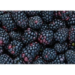 Jeżyna Polska / Polish...