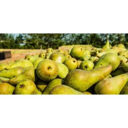 Polska gruszka konferencja dostępna na giełdzie DeFood.