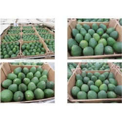 Avocado Hass Size 24