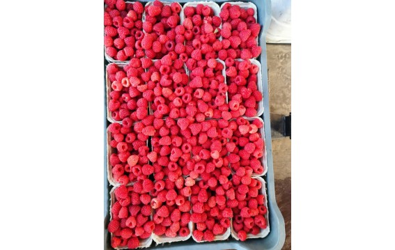 Polska malina z global gapem/Polish raspberry with global gap 2024