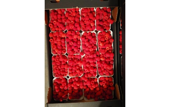 Polska malina z global gapem/Polish raspberry with global gap 2024