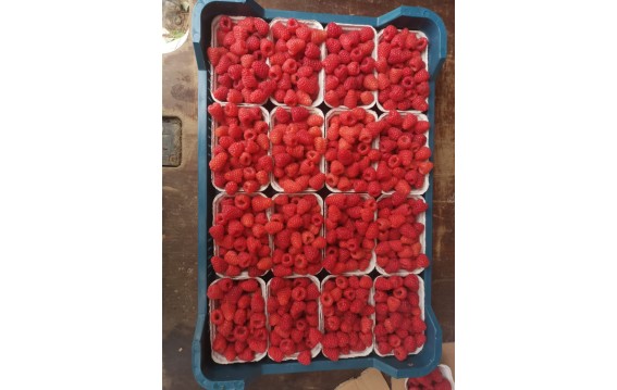 Odkryj świeże maliny na DeFood. Zakup najwyższej jakości owoce prosto z naszej platformy wymiany rolniczej.