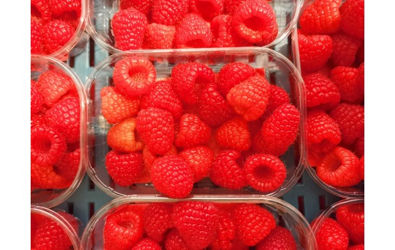 Odkryj świeże maliny na DeFood. Zakup najwyższej jakości owoce prosto z naszej platformy wymiany rolniczej.